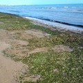 Spiaggia di Ponente infestata da un tappeto di alghe