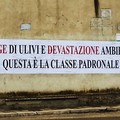 Strage di ulivi, Dileo: «Colpa degli imprenditori di Barletta»