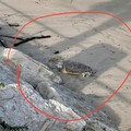 Tartaruga spiaggiata sulla costa di Barletta