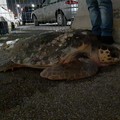 Trovata nelle campagne di Barletta, la tartaruga sarà riconsegnata al mare