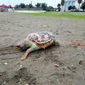 Muore incastrata in una rete, tartaruga senza vita sulla spiaggia di Barletta