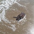 Un'altra tartaruga spiaggiata sulla Litoranea di Ponente