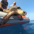 Torna in libertà la tartaruga ferita al largo di Barletta