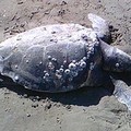 Un'altra tartaruga spiaggiata sulla litoranea di Ponente