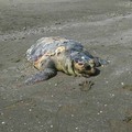 Povera tartaruga, a Barletta trovata  "Caretta " priva di vita sul lungomare Mennea