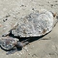 Trovate due tartarughe spiaggiate in località  "Pantaniello " a Barletta