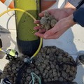 Pesca illegale, confiscati tartufi di mare e ricci a Barletta