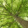 L'ASSINPRO di Barletta vuole donare alberi per via Vitrani