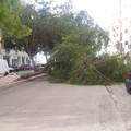 Maltempo a Barletta, cade un albero in via Paisiello