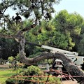 Abbattuto un pino a rischio cedimento nei giardini del Castello, le precisazioni del sindaco Cannito