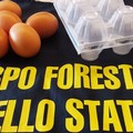 Sequestrate 80mila uova con scadenza contraffatta anche a Barletta