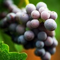 Il Comune di Barletta per la produzione vitivinicola