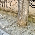 Michele Cianci: «Serve irrorare il verde della nostra città»
