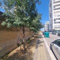  «Erbacce alte e topi in strada: la Zona 167 lancia l'ennesimo grido d'allarme»