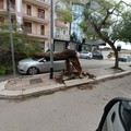 Raffiche di vento, alberi spezzati in più punti della città