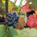 Galantino chiede più attenzione per i territori Bat per il danneggiamento agricolo