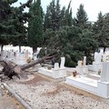 Crolla un albero sulle lapidi, disagi al cimitero di Barletta
