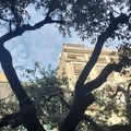 Legambiente: «Non c'è pace per gli alberi di questa città»