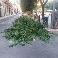 In piazza Federico II di Svevia alberi potati per liberare i corpi illuminanti, la denuncia di Legambiente