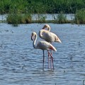 Avvistati fenicotteri rosa a Barletta - LE FOTO