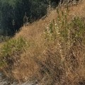 Sterpaglie secche in via Valdemaro Vecchi: i cittadini chiedono un intervento urgente