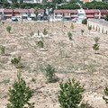 «Parco della 167 (tra via Leonardo da Vinci e via Paolo Ricci) nell’abbandono: alberi secchi e sgambatoio mai finito»