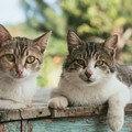 Cena spettacolo e raccolta fondi per l’ENPA Barletta: musica e solidarietà per gli animali