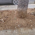 Degrado in via Fermi a Barletta: la denuncia del Comitato Spontaneo Quartiere  "Cappuccini "