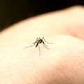 Lotta alle zanzare a Barletta, gli interventi non arretrano nemmeno a settembre