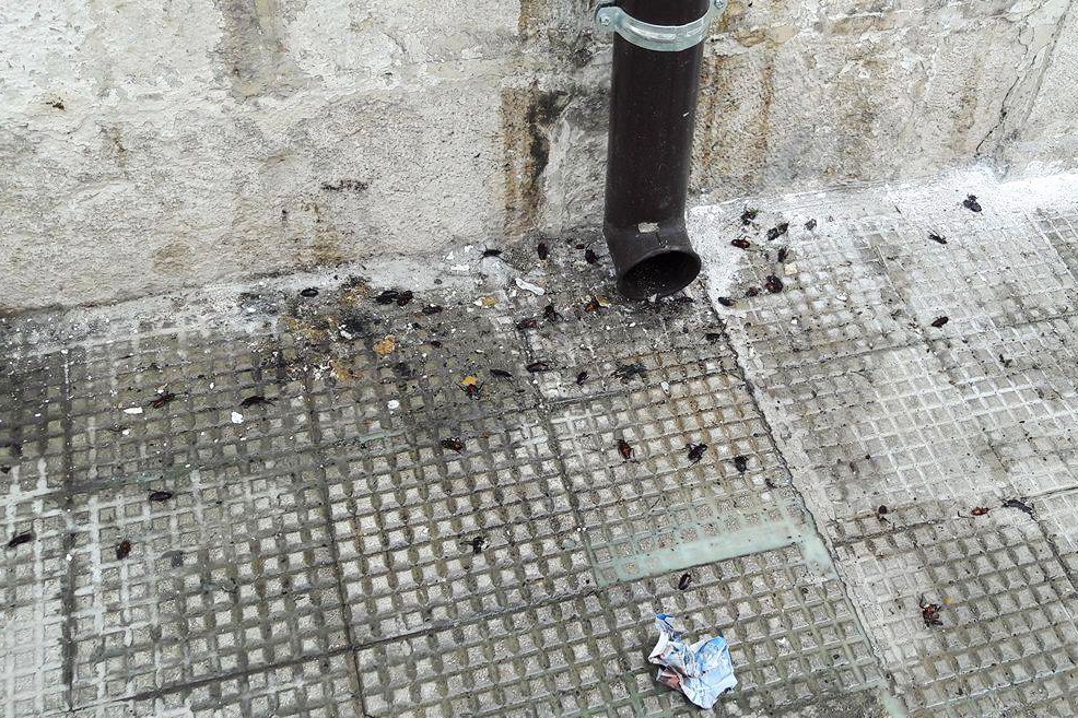 Blatte in via Venezia