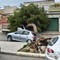 Raffiche di vento a Barletta, sradicati due alberi in via dei Pini e via Fermi - FOTO