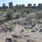 Jova Beach, dune e fratini a Barletta: «L'ambiente non si svende per uno spettacolo»