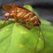Lotta alle infestazioni da blatte, l’ordinanza del sindaco Cannito