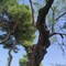 Al via l’abbattimento di 247 alberi a rischio: il messaggio del sindaco Cannito