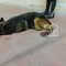 Cane corre sulla SS16, salvato dalla Polizia Locale di Barletta