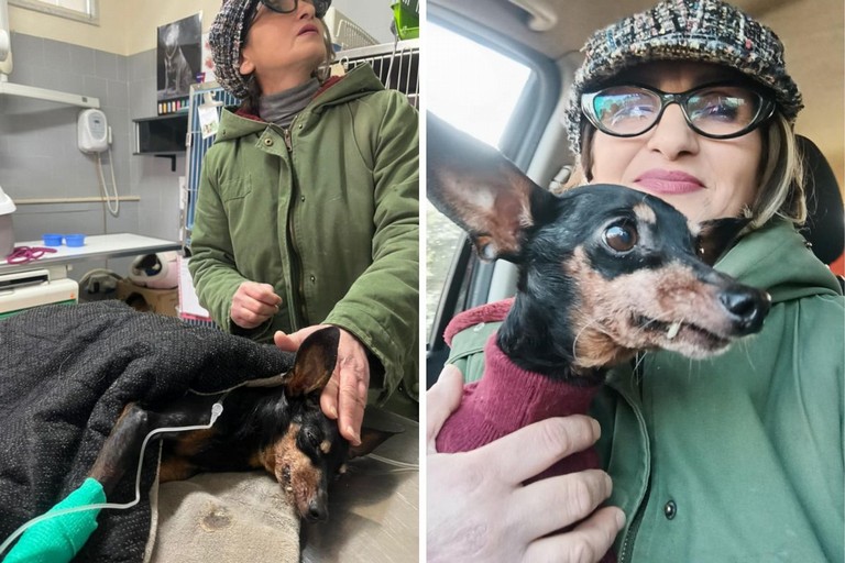 Cagnolina abbandonata