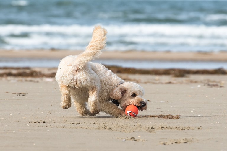 Cane sulla spiaggia