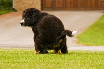 Raccogliere le feci del proprio cane è un obbligo civico e