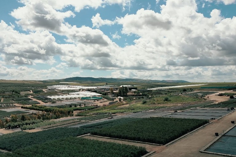 Caporalplant