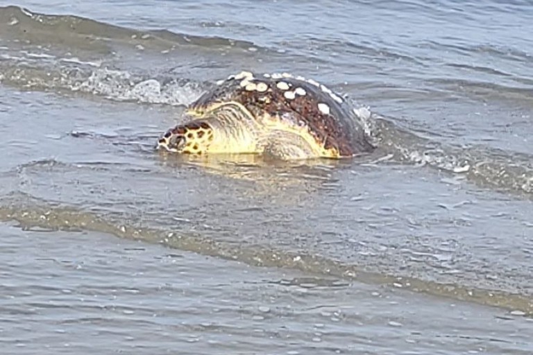 Tartaruga caretta caretta trovata morta sulla litoranea di Ponente