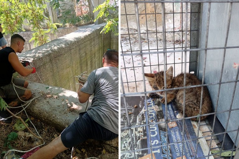 Recuperato gattino dall'ex distilleria