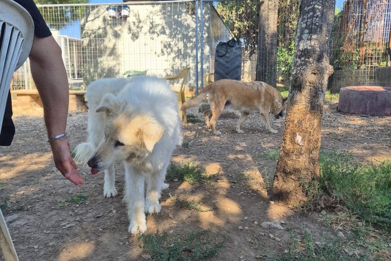 Ambulatorio Popolare adotta due cani anziani