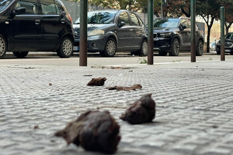 Deiezioni in via Paolo Ricci