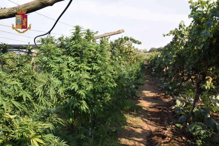 Scoperta vasta piantagione di marijuana a Barletta