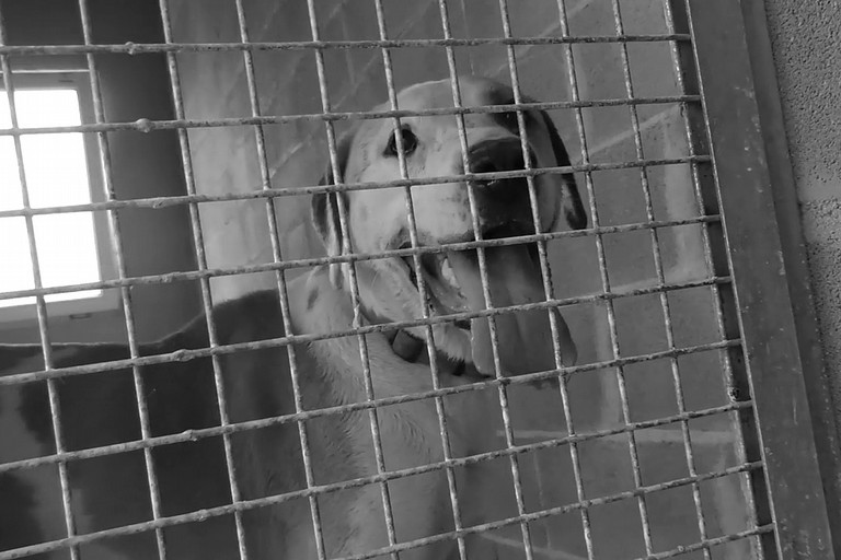 No all'abbandono degli animali, il video dell'ENPA