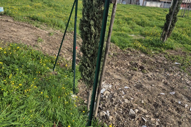 FOTO ALBERI A RIDOSSO DEL RECINTO