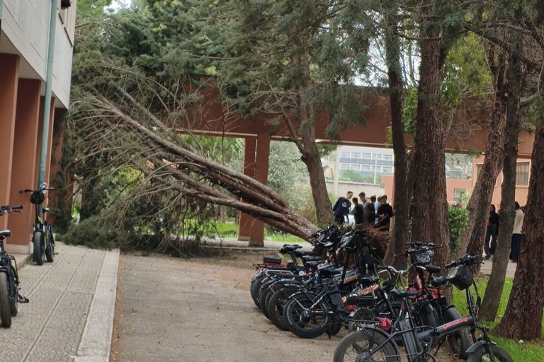 Maltempo a Barletta: caduti alcuni alberi nel cortile scolastico del "Cassando Fermi Nervi"