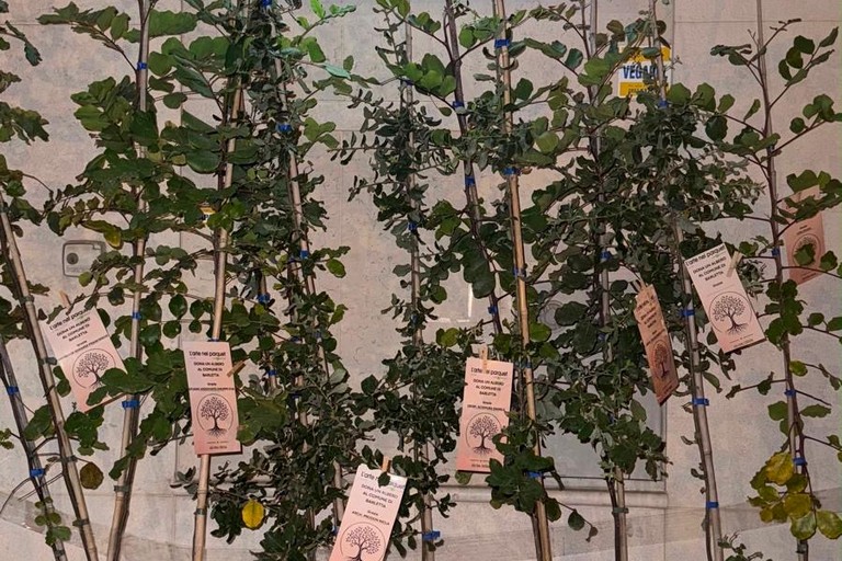 Gli Alberi da donare