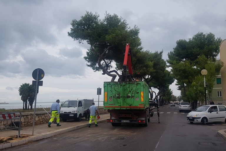 Rimosso l'albero caduto a Levante