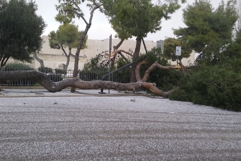 Albero caduto in piazza Castello